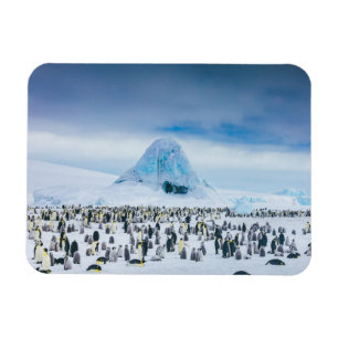 Emperor Penguin Colony Magnet