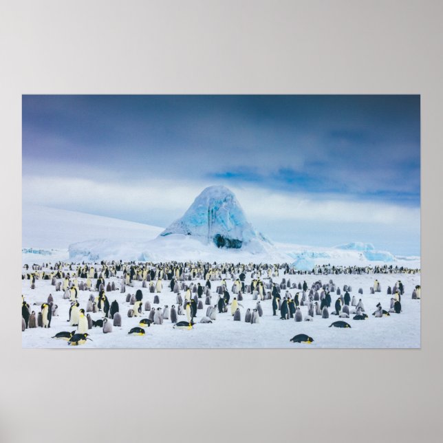 Emperor Penguin Colony Poster (Front)