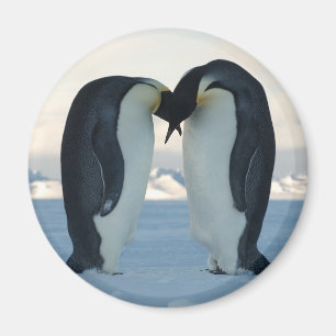 Emperor Penguin Courtship Magnet