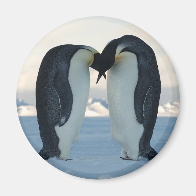 Emperor Penguin Courtship Magnet (Front)