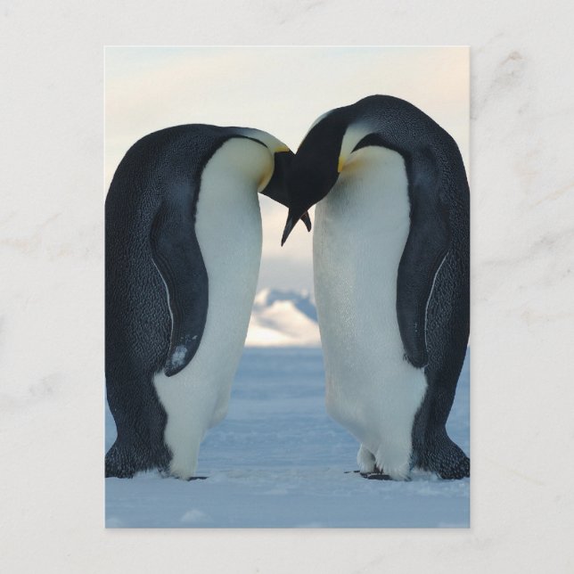 Emperor Penguin Courtship Postcard (Front)