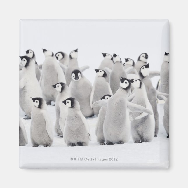 Emperor penguin magnet (Front)