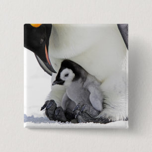 Emperor Penguin   Snow Hill Island 15 Cm Square Badge