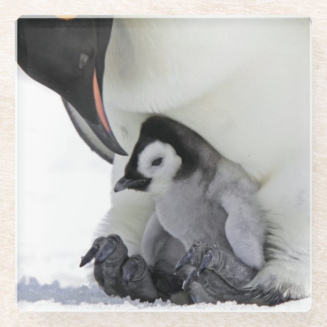 Emperor Penguin | Snow Hill Island Glass Coaster (Front)