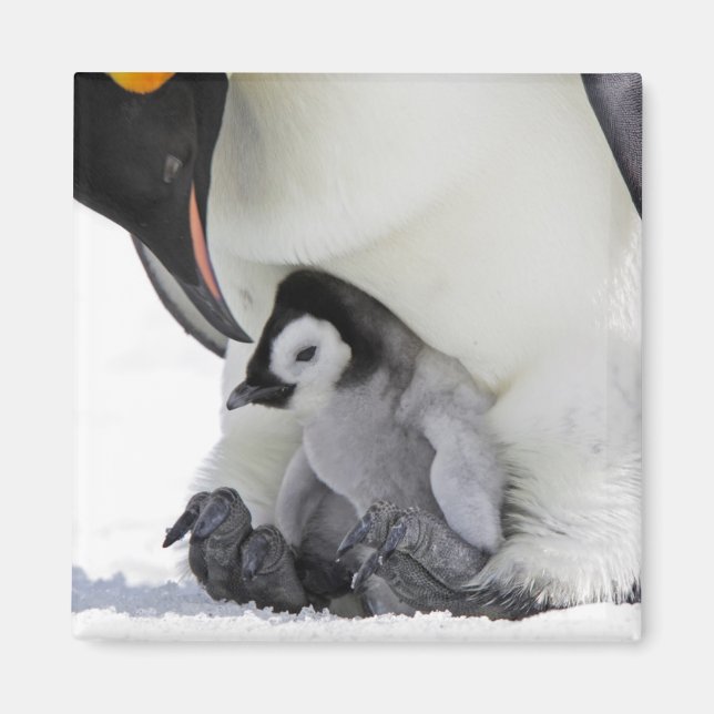 Emperor Penguin | Snow Hill Island Magnet (Front)