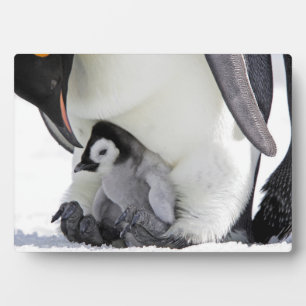 Emperor Penguin   Snow Hill Island Plaque