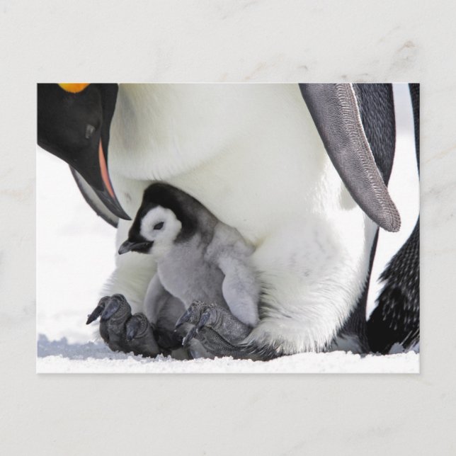 Emperor Penguin | Snow Hill Island Postcard (Front)