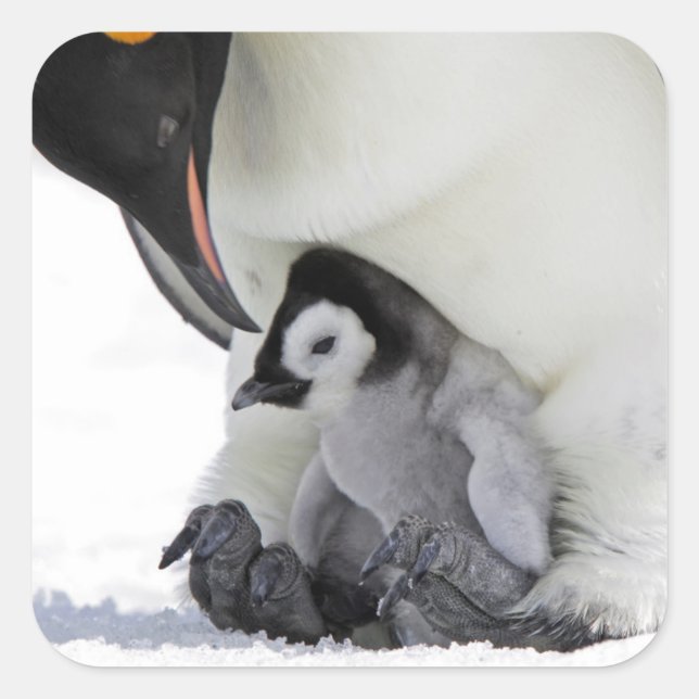 Emperor Penguin | Snow Hill Island Square Sticker (Front)