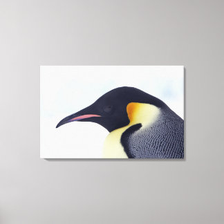 Emperor Penguin, Snow hill island, Weddel Sea Canvas Print