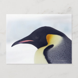 Emperor Penguin, Snow hill island, Weddel Sea Postcard