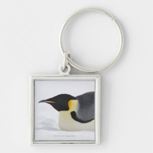 Emperor Penguin, Snow Hill Island, Weddell Sea, Key Ring