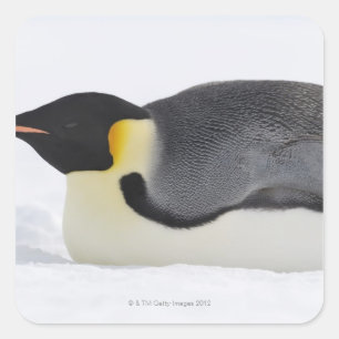 Emperor Penguin, Snow Hill Island, Weddell Sea, Square Sticker