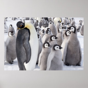 Emperor penguin with chicks poster