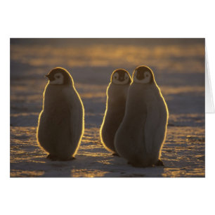 Emperor Penguins