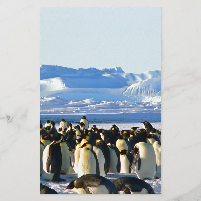 Emperor penguins (Front)