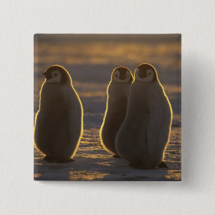 Emperor Penguins 15 Cm Square Badge