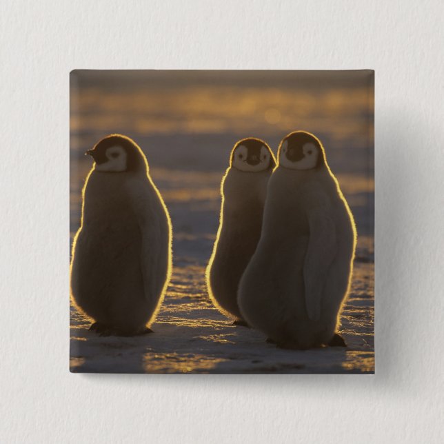 Emperor Penguins 15 Cm Square Badge (Front)