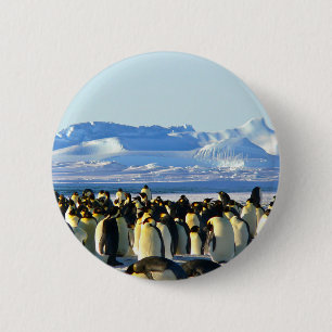 Emperor penguins 6 cm round badge