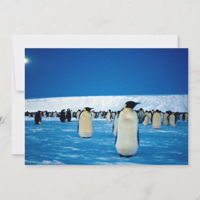 Emperor penguins by moonlight, Antarctica (Front)