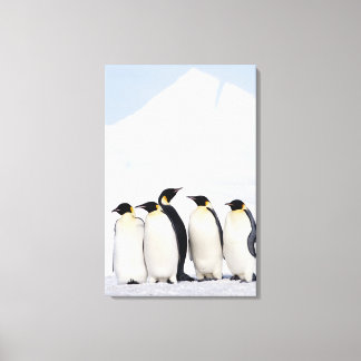 Emperor Penguins Canvas Print