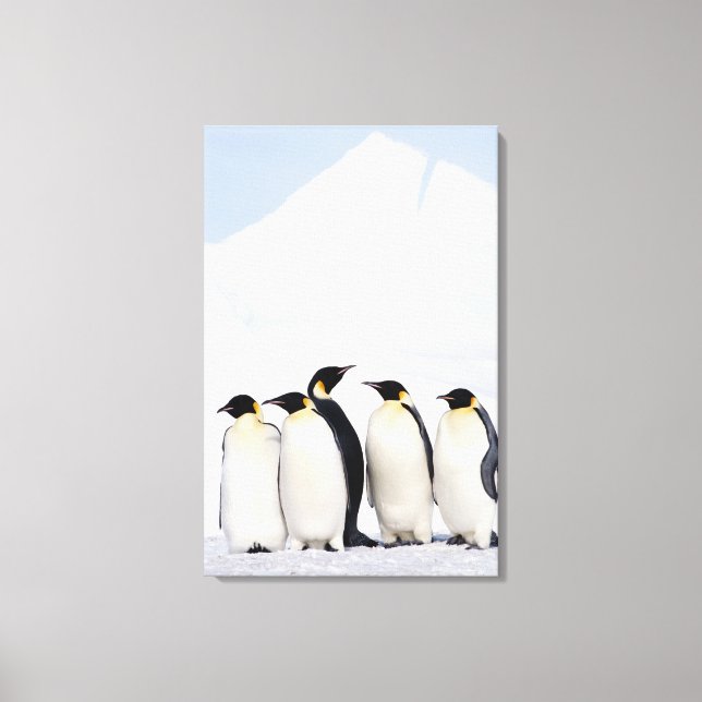 Emperor Penguins Canvas Print (Front)