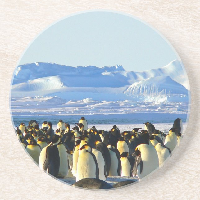 Emperor penguins coaster (Front)