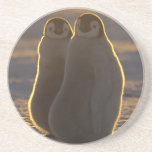 Emperor Penguins Coaster