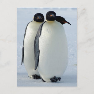Emperor Penguins Huddled Postcard