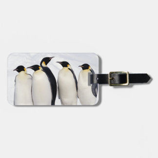 Emperor Penguins Luggage Tag