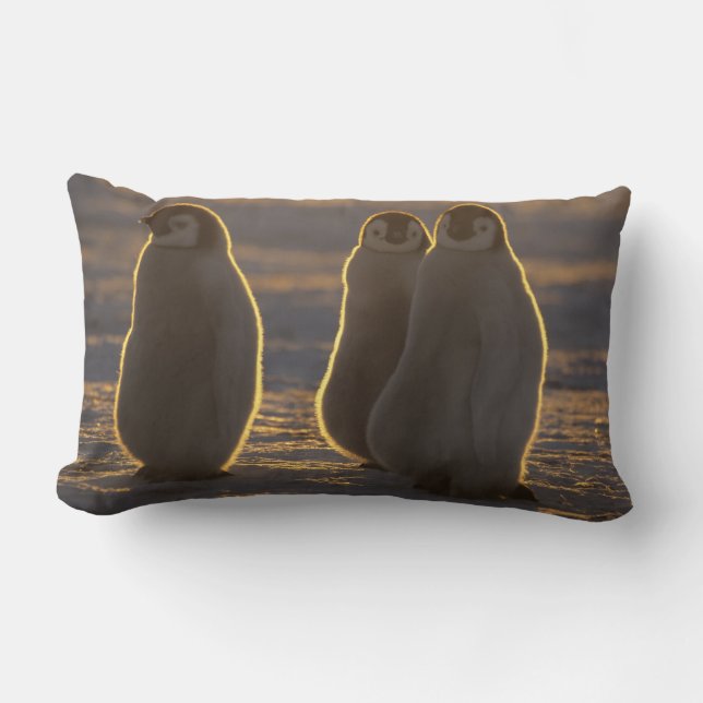 Emperor Penguins Lumbar Cushion (Front)