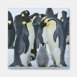 Emperor penguins magnet