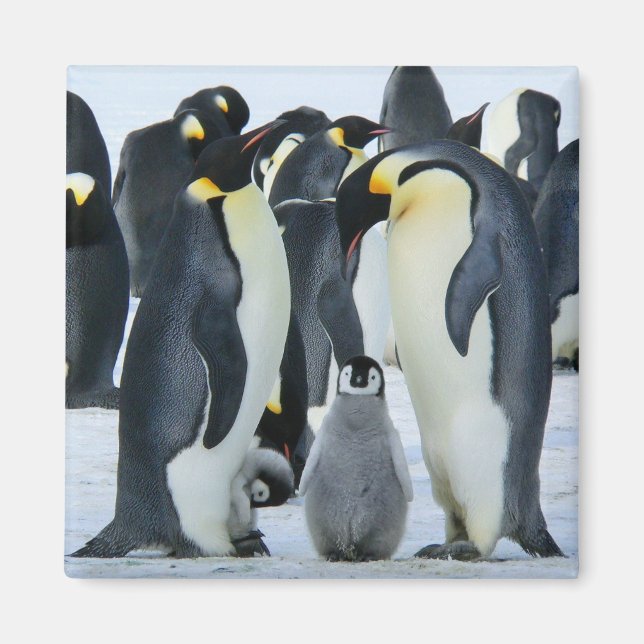 Emperor penguins magnet (Front)