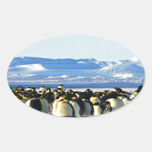 Emperor penguins oval sticker