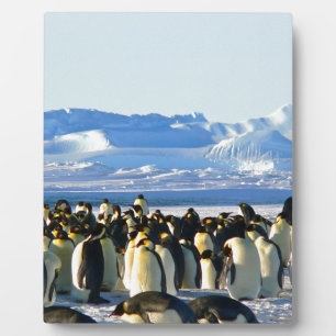 Emperor penguins plaque