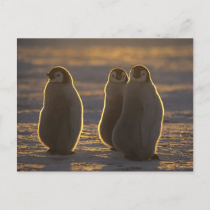 Emperor Penguins Postcard
