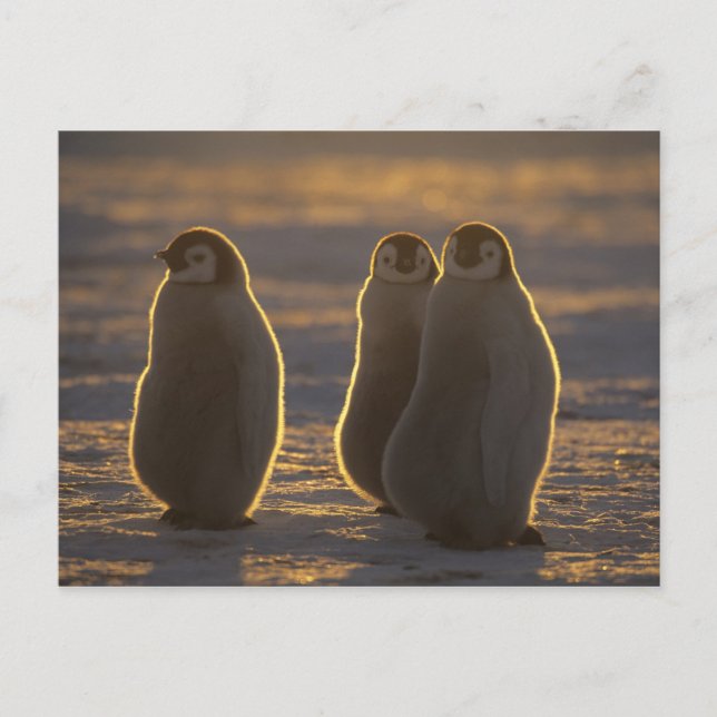 Emperor Penguins Postcard (Front)