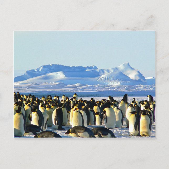 Emperor penguins postcard (Front)