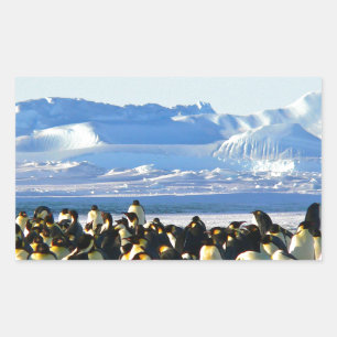 Emperor penguins rectangular sticker