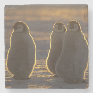 Emperor Penguins Stone Coaster
