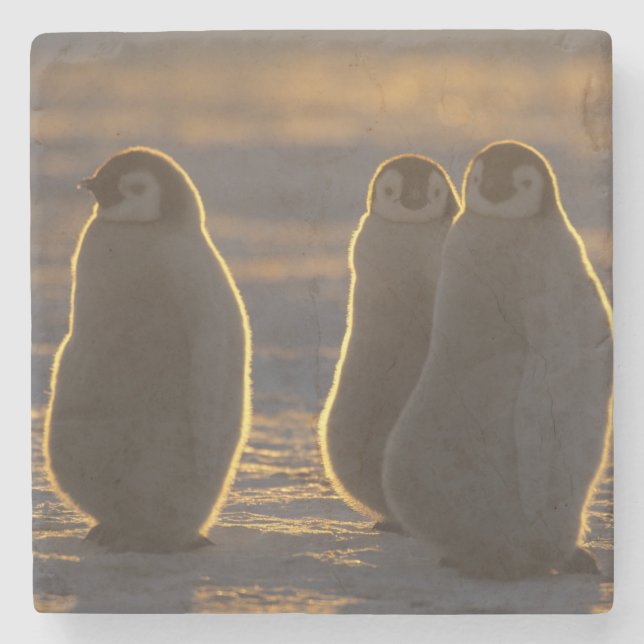 Emperor Penguins Stone Coaster (Front)