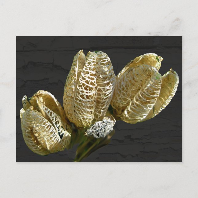 Empty Lily Seed Pods Coordinating Items Postcard (Front)