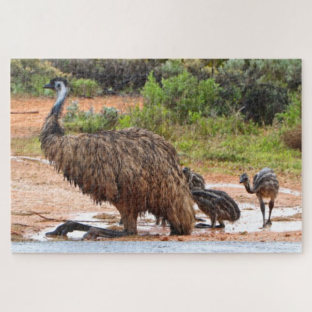Emu and chicks playing in the puddles, Australia Jigsaw Puzzle (Horizontal)