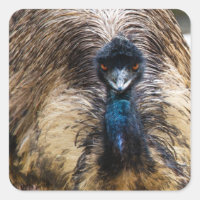 Emu Bird Animal Wildlife Nature Photography