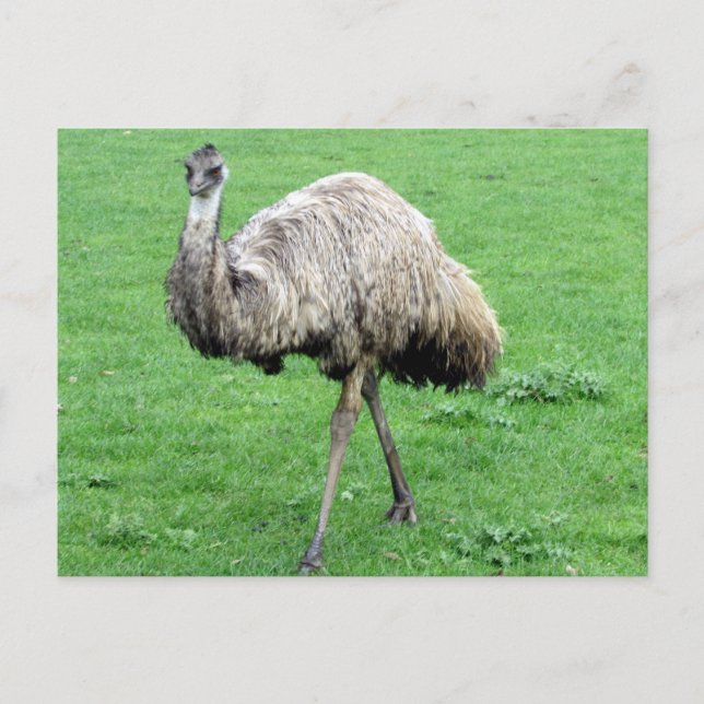 emu green postcard (Front)