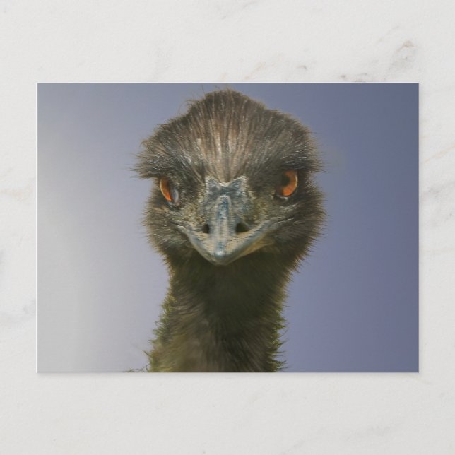 Emu Looking at You Postcard (Front)