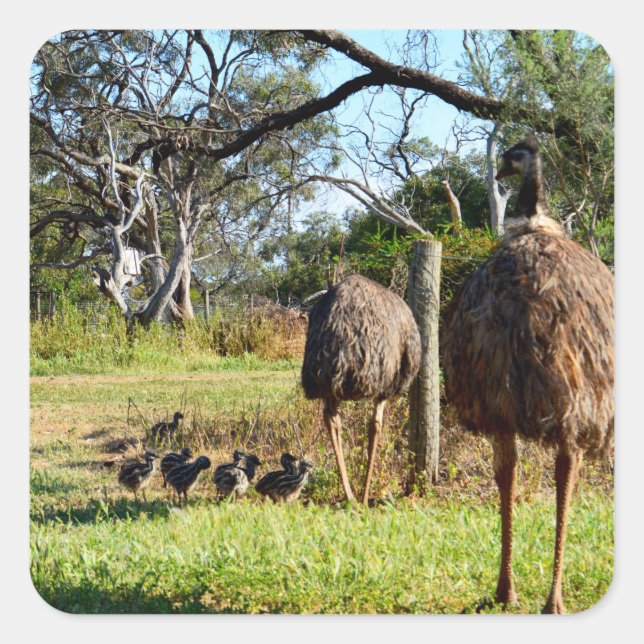 Emu Parents With Their Many Chicks,   Square Sticker (Front)