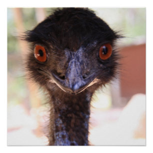Emu Portrait – Wild Energy Animal Print