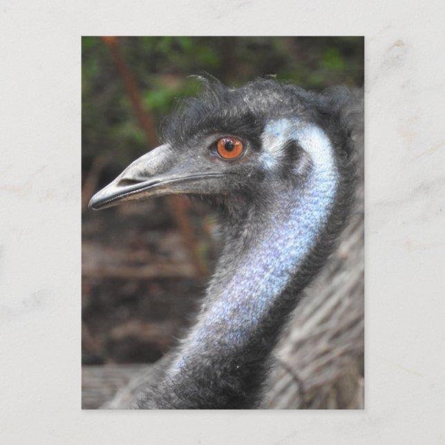 Emu Postcard (Front)