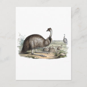 Emu Postcard
