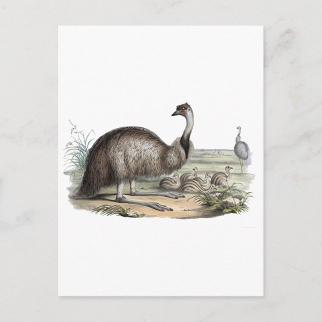 Emu Postcard (Front)